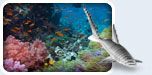 image-home-aboutsharkbreak.jpg